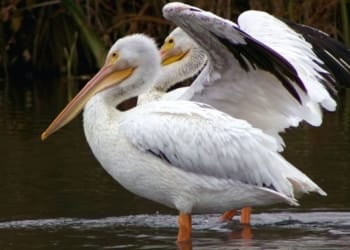 Duck Farming