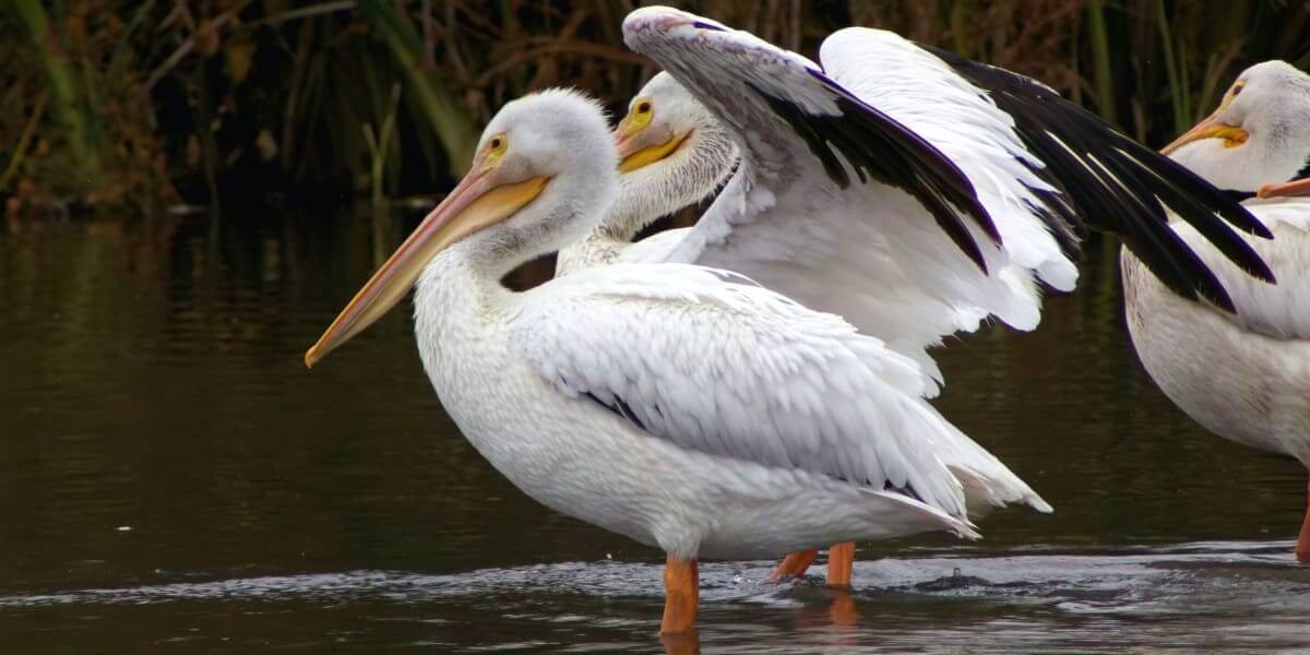 Duck Farming