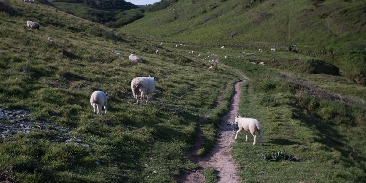 Livestock Farming