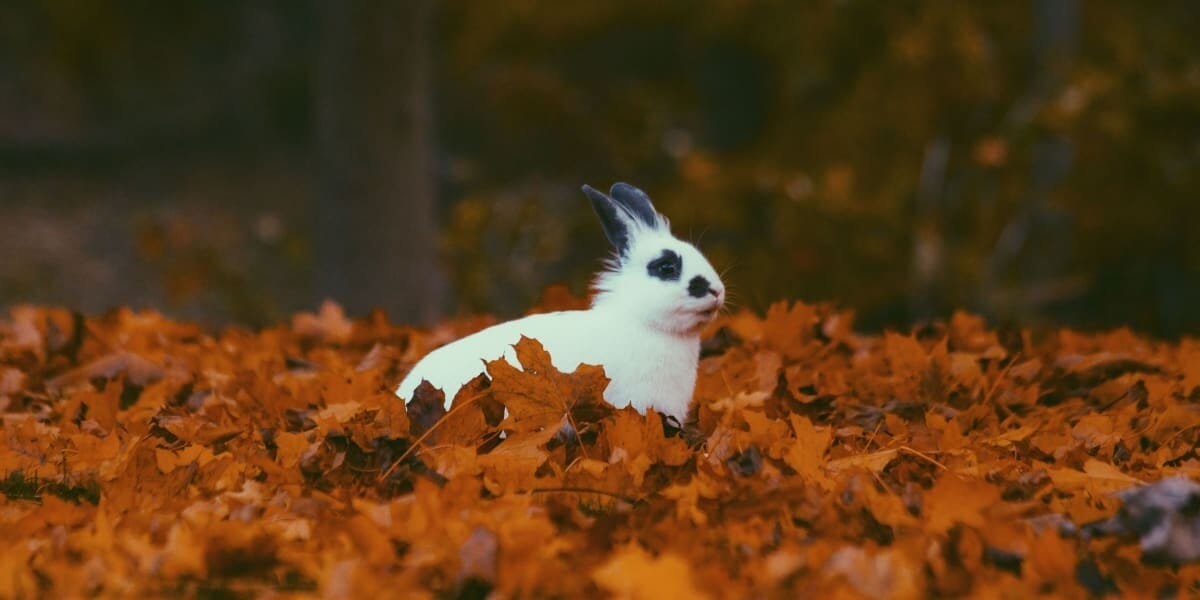 Rabbit Farming