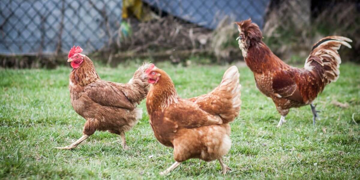 Poultry Farm