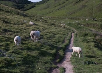 Livestock Farming Business