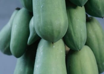 Papaya Farming