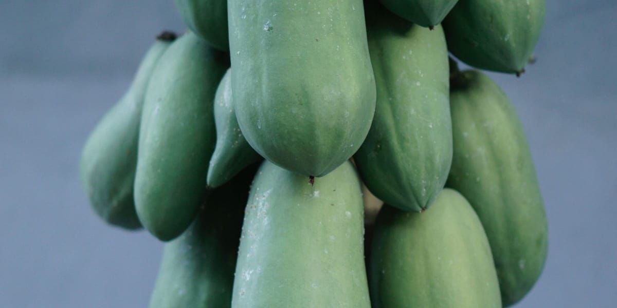 Papaya Farming