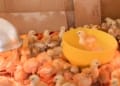 Poultry Farming