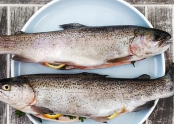 Tilapia Fish Farming