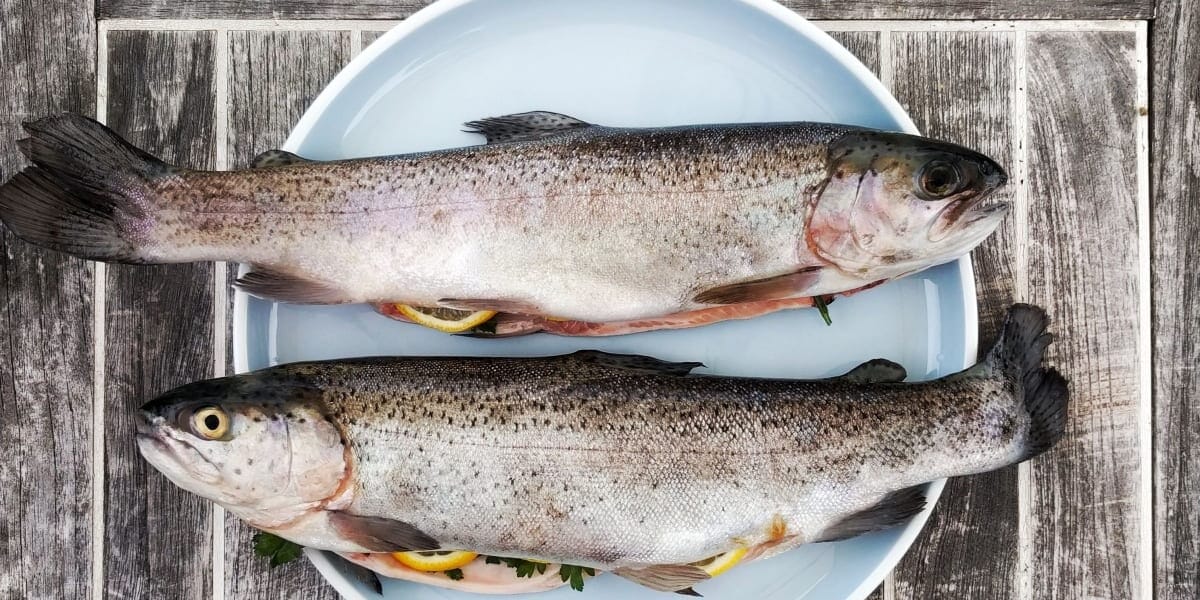 Tilapia Fish Farming