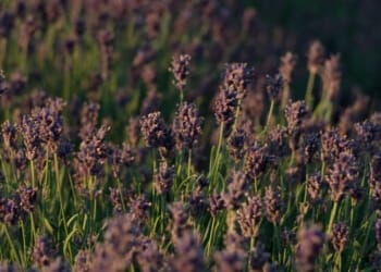 Dried Flower Business