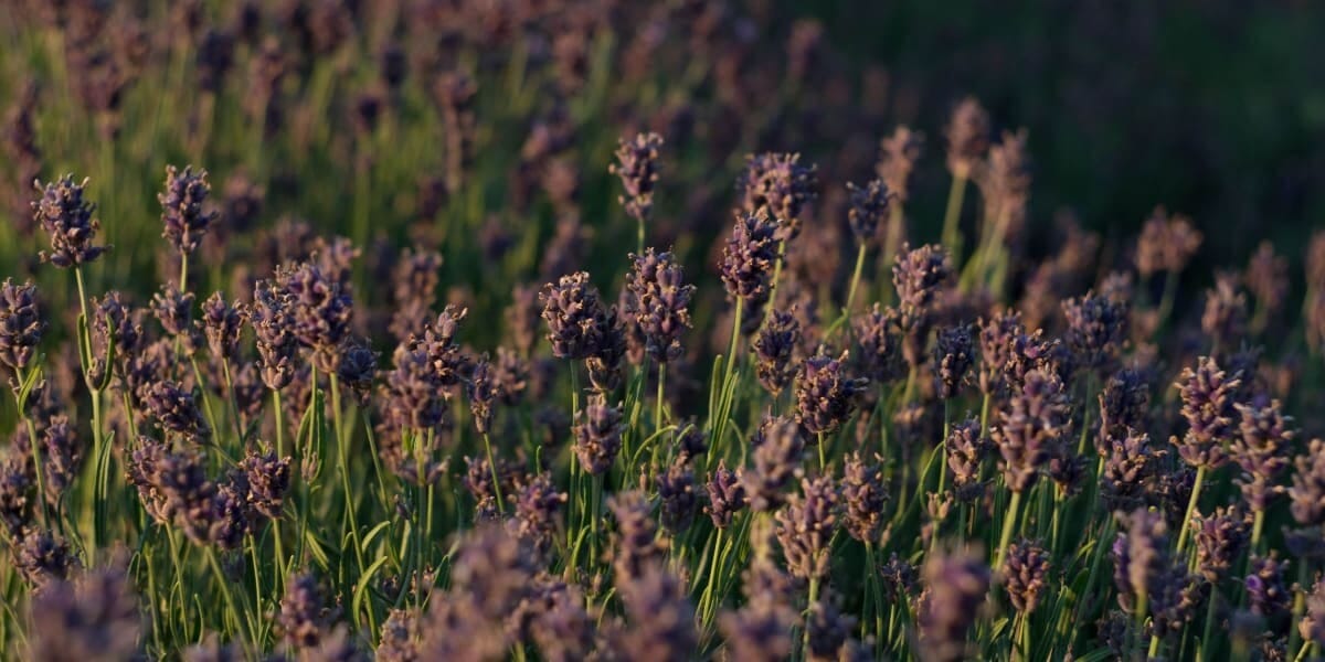 Dried Flower Business