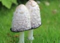 Mushroom Farming