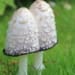 Mushroom Farming