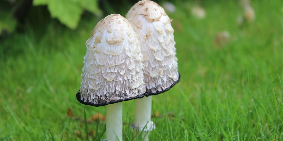 Mushroom Farming