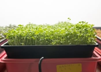 Microgreen Farming