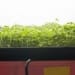 Microgreen Farming