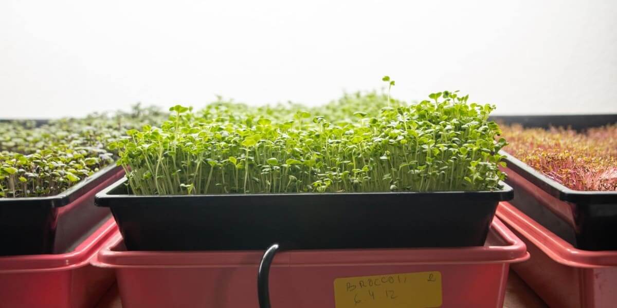 Microgreen Farming