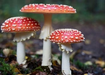 Mushroom Farming