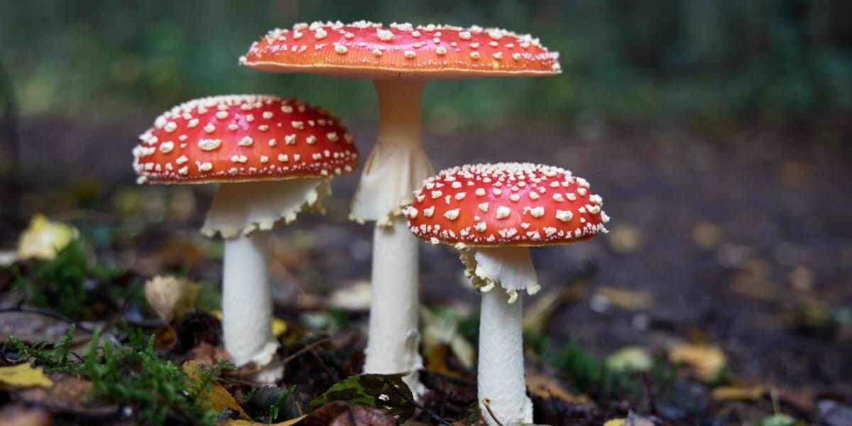 Mushroom Farming