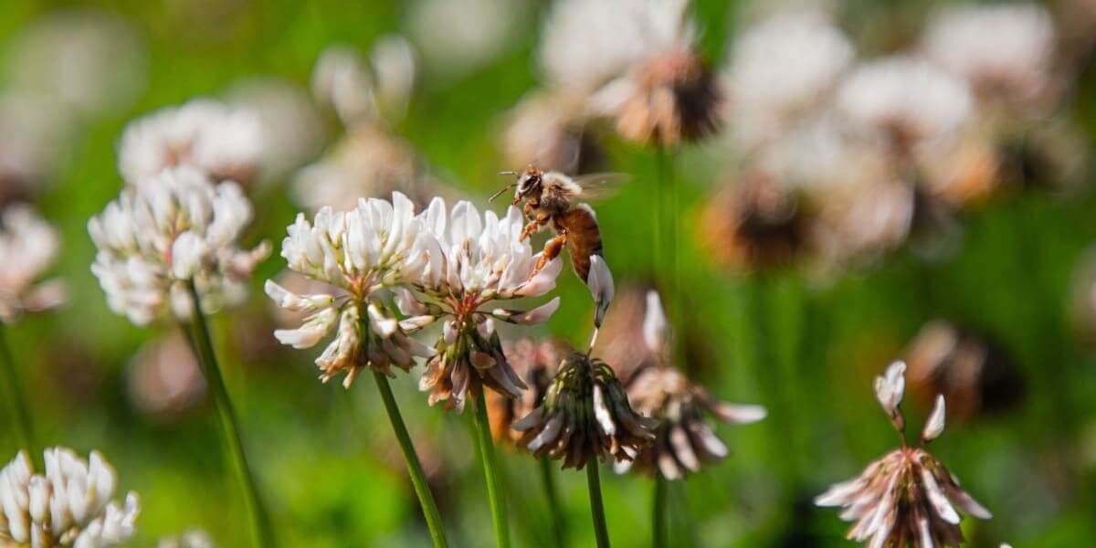 Beekeeping Business