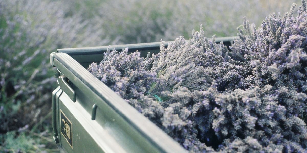 Lavender Farm Business