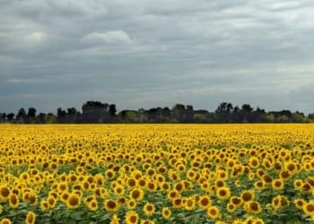 Sunflower Farming