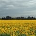 Sunflower Farming