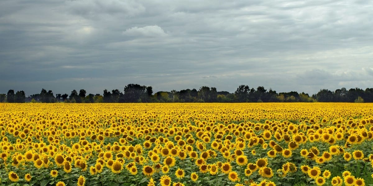 Sunflower Farming