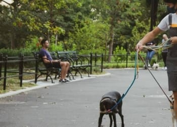 The Dog Walking Business