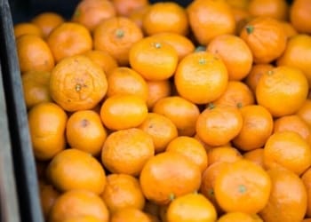 A Profitable Orange Farming