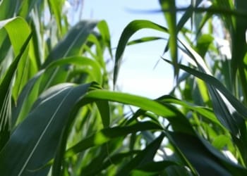 Bamboo Farming Profitable