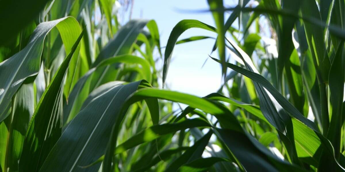 Bamboo Farming Profitable