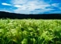 The Amaranth Farming