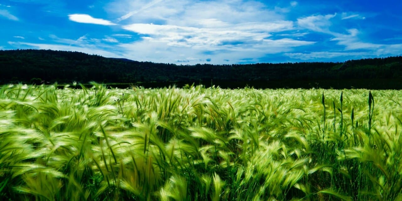 The Amaranth Farming