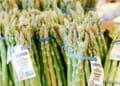 The Asparagus Farming Business