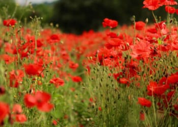 The Flower Farming Business