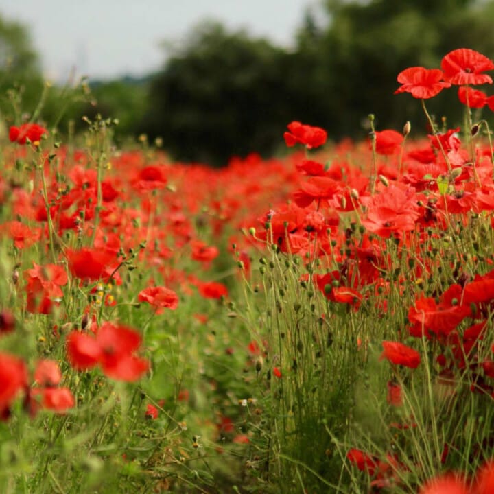 The Flower Farming Business