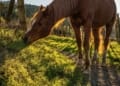 The Catchy Horse Treat Business