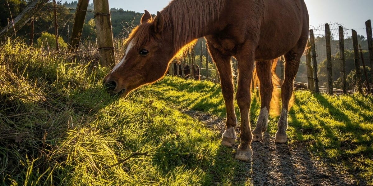 The Catchy Horse Treat Business