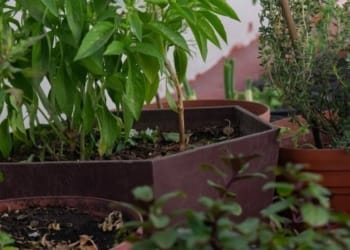 The Catchy Names For Microgreen