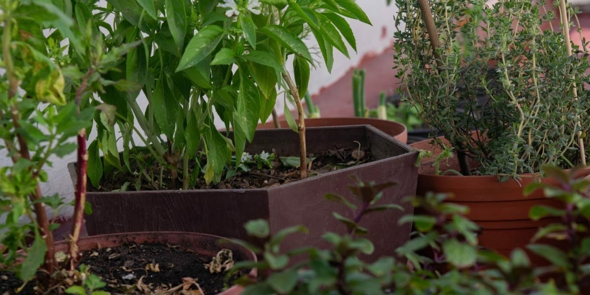 The Catchy Names For Microgreen