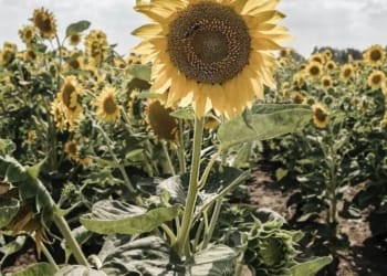 The Catchy Sunflower Business