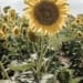 The Catchy Sunflower Business