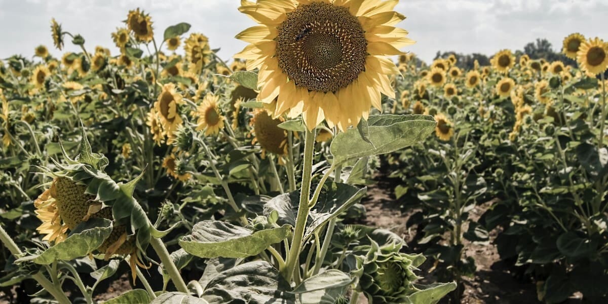 The Catchy Sunflower Business