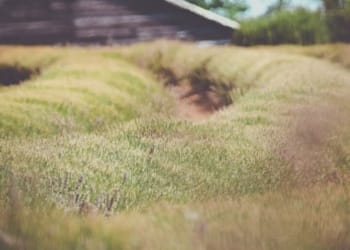 The importance of Lavender