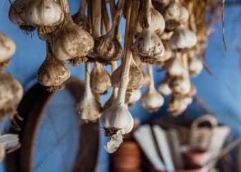 The Catchy Garlic Business