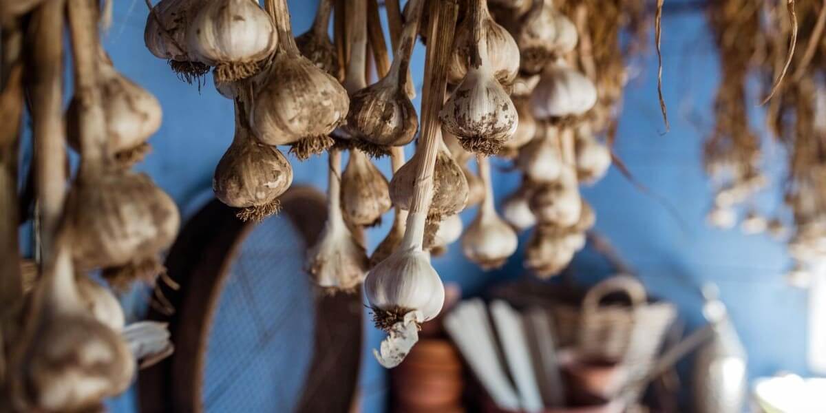 The Catchy Garlic Business