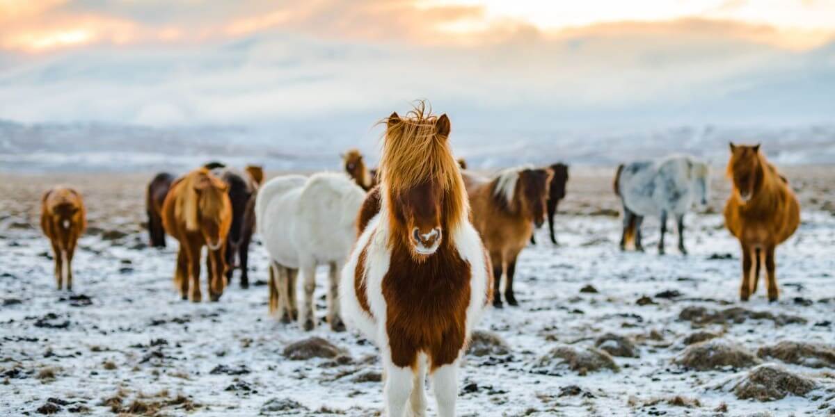 400 Best Horse Farm Name Ideas To Know 400-best-horse-farm-name-ideas-to-know