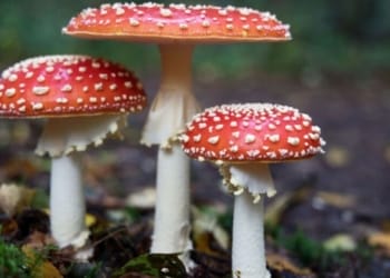 The Commercial Button Mushroom Farming