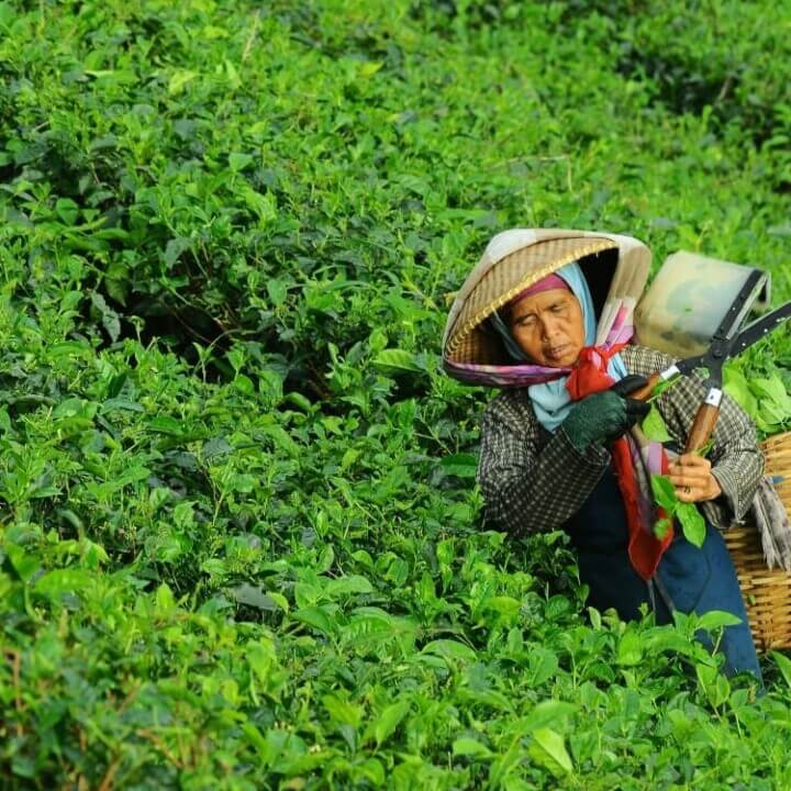 The Plantation Crop Farming